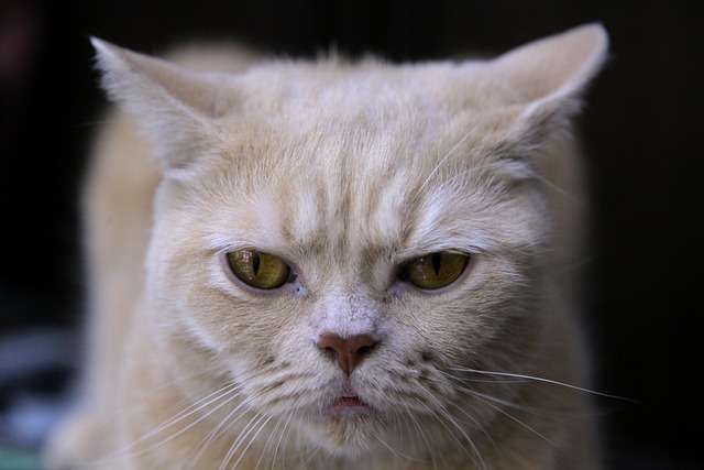 Free Animal Cat photo and picture