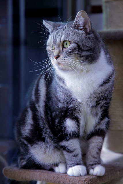 Free Animal Cat photo and picture