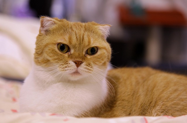 Free Cat Pet photo and picture