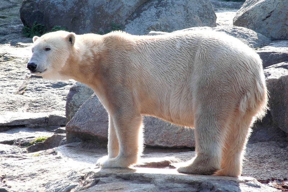 Icebear Bear Mammal - Free photo on Pixabay