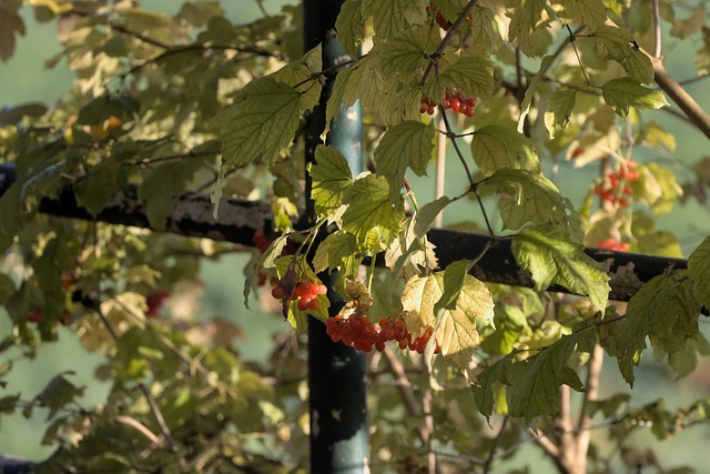 Free Rowanberry Bridge photo and picture