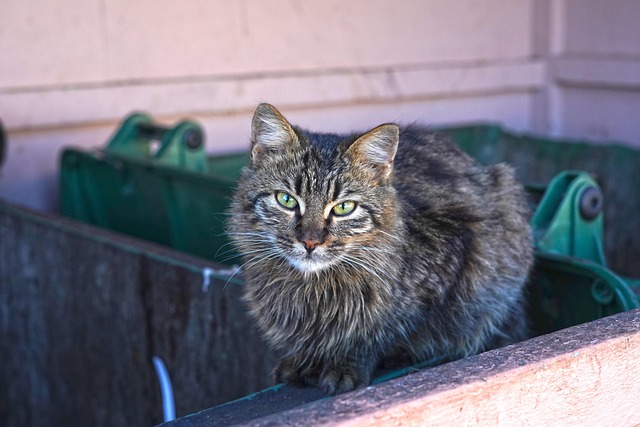 Free Cat Stray photo and picture