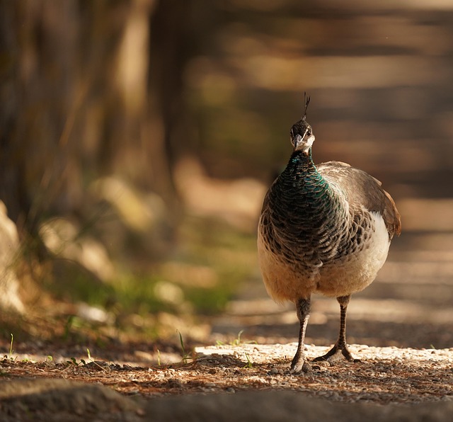 Free Peacock Bird photo and picture