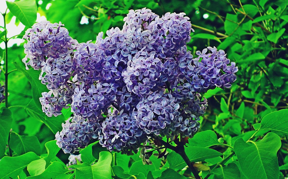 Lilacs Flowers Spring Free photo on Pixabay