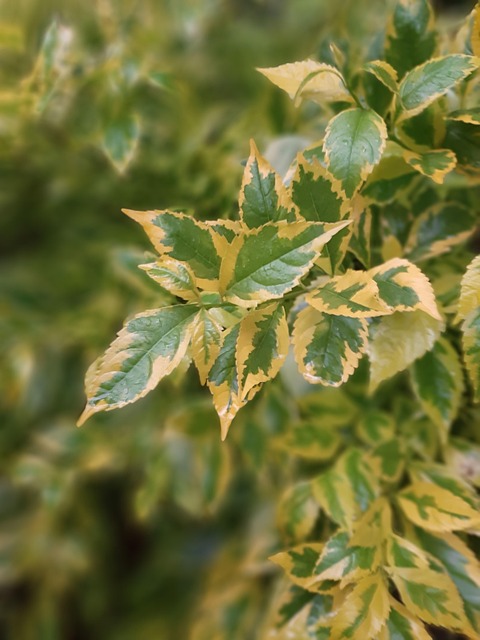 Naturaleza, Verde, Hoja, Fotos