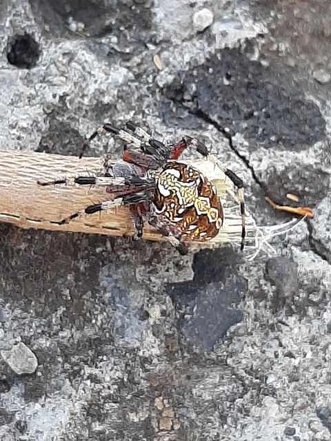Naturaleza, Araña, Arácnido, Rocas