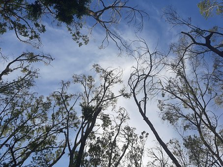 Cielo, Nubes, Árboles, Naturaleza, Azul