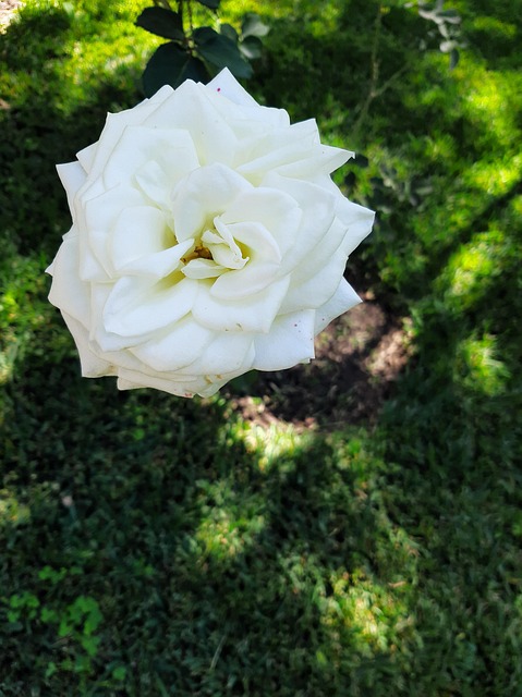 Rosa, Flor, Naturaleza, Blanco, Pétalo