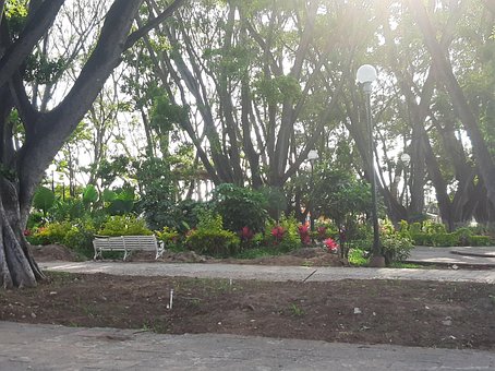 Jardín, Naturaleza, Foto, Árboles
