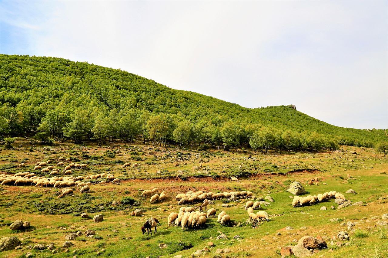 Flock - free online jigsaw puzzle photo