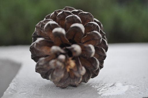 Kongle, Pinecone, Bartrær, Barskog, Skog