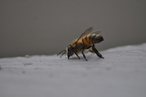 Bie, Insekt, Entomologi, Arter, Makro