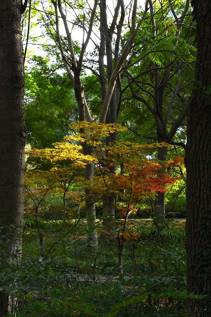 Free Autumn Maple photo and picture
