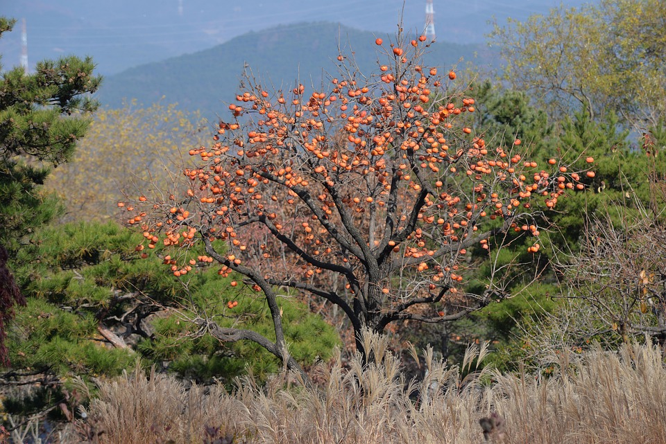 柿子 树 秋天 - Pixabay上的免费照片 - Pixabay