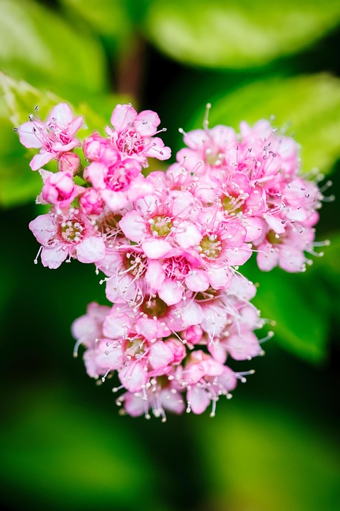 Japanese Spiraea Rosy-Pink Pink - Free photo on Pixabay - Pixabay
