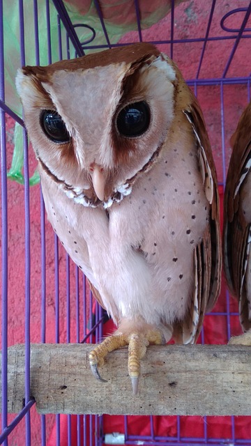 Free Owl Bird photo and picture