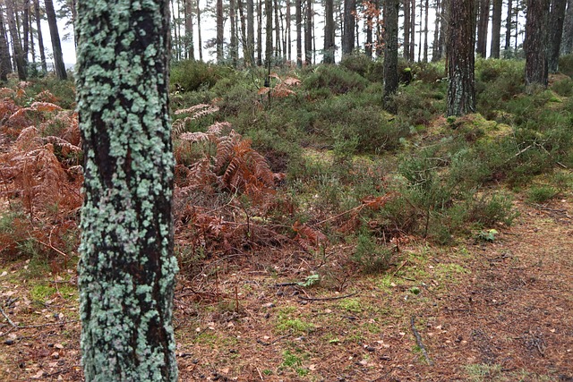 Landschaft, Gehen, Schottland, Reisen