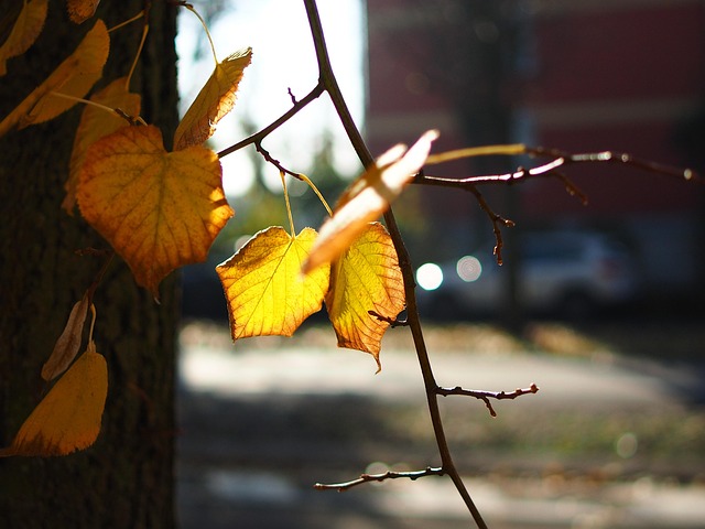 Free Autumn Leaves photo and picture