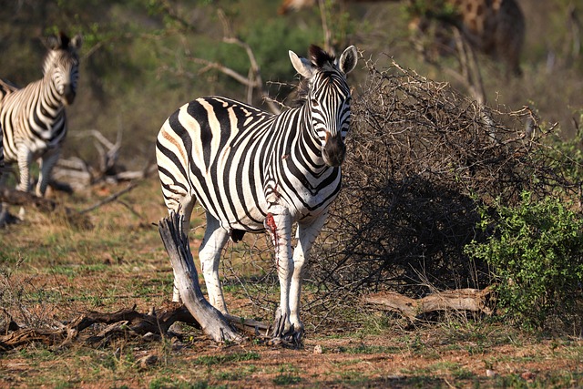 Zebra Injuries Zebra Africa Injury - Free photo on Pixabay - Pixabay
