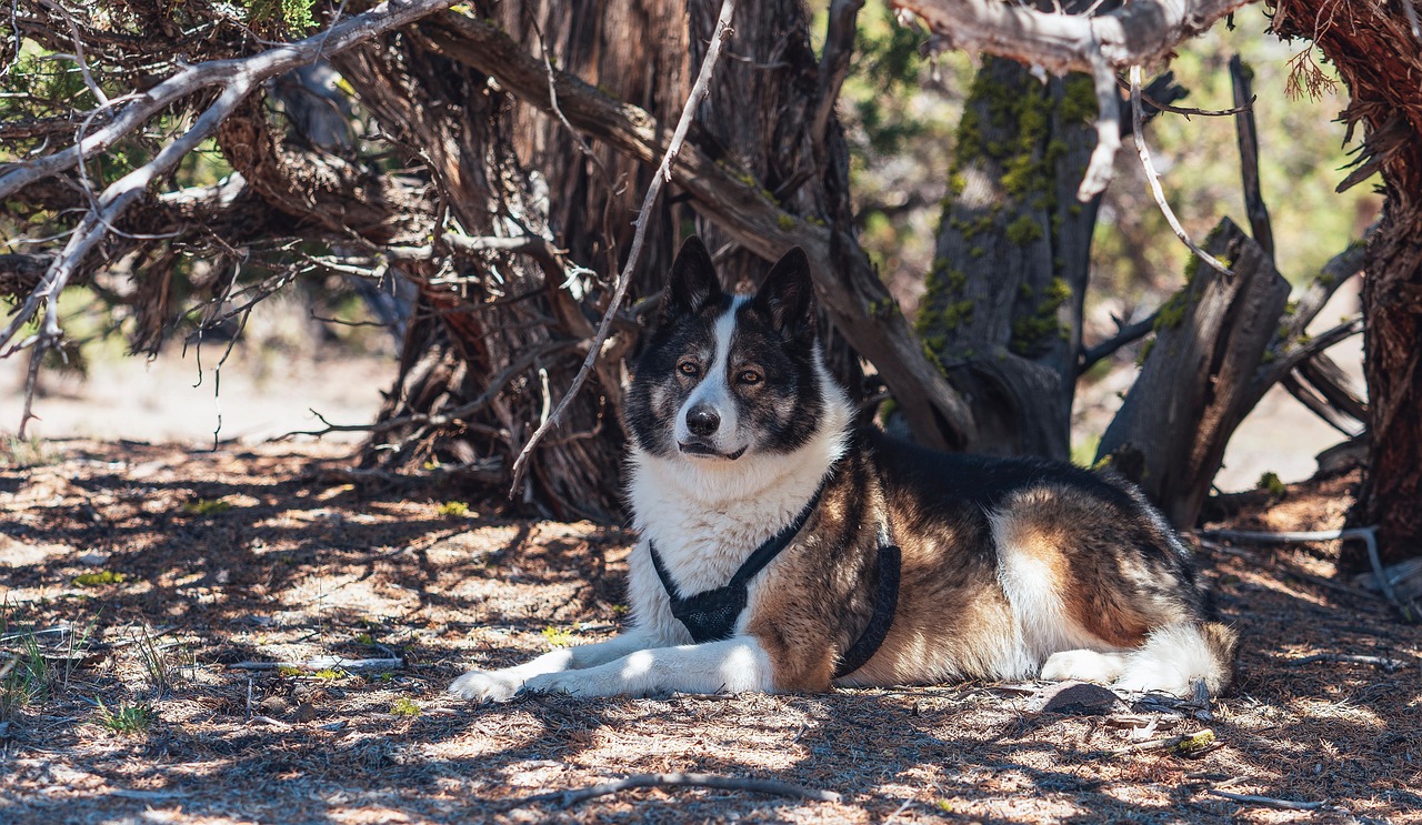 Dog Tree Underneath - Free photo on Pixabay
