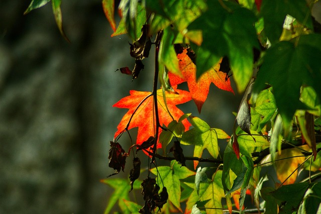 Free Leaf Foliage photo and picture