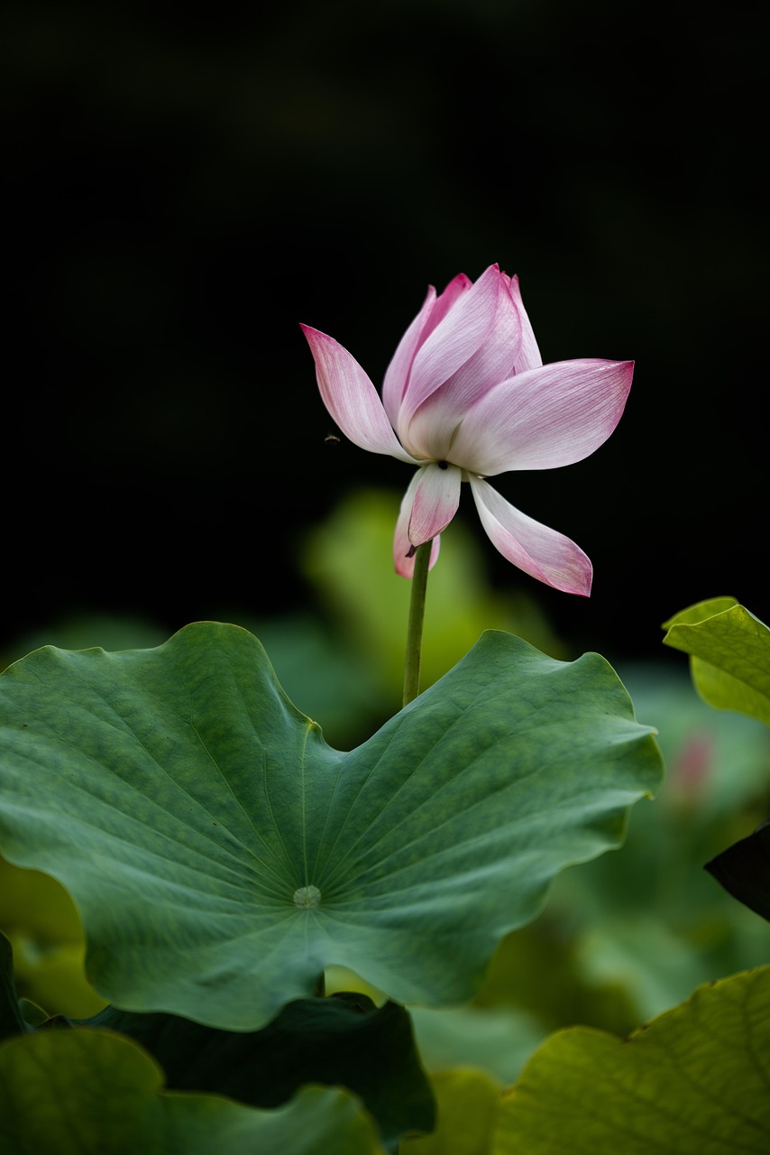 Más de 10 000 imágenes gratis de Lotus Development y Lotus - Pixabay