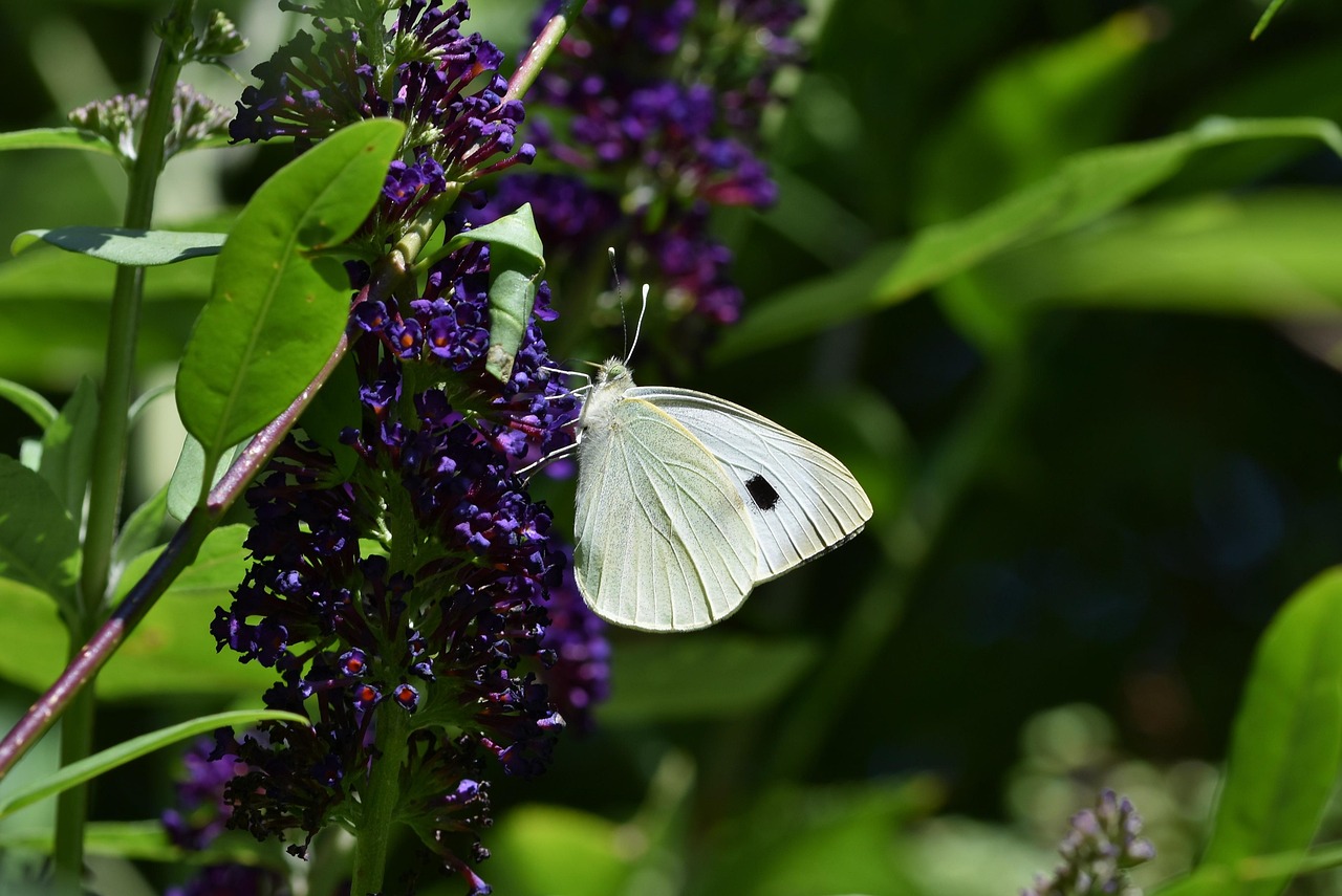 White Butterfly Insect Free photo on Pixabay Pixabay