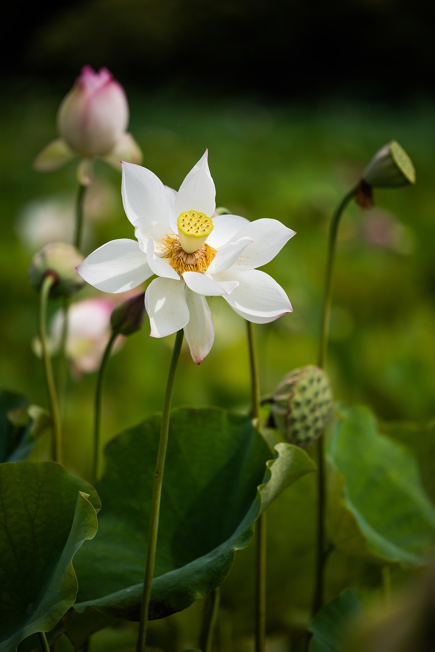Lotus Flower Plant Free photo on Pixabay Pixabay