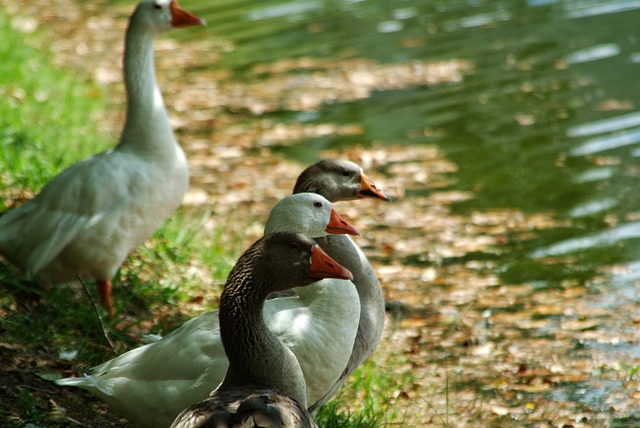 Free Geese Birds photo and picture