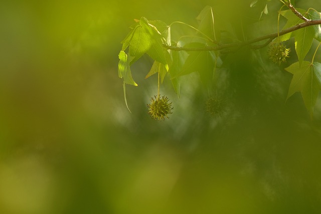 Free Leaf Fruit photo and picture