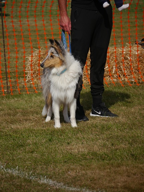 Coli Ruff Dog Rough Collie Canine Fur - Free photo on Pixabay