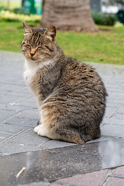 Gato, Animal, Linda