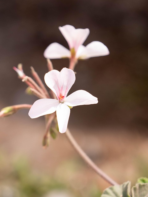 Flor, Naturaleza, Florecer