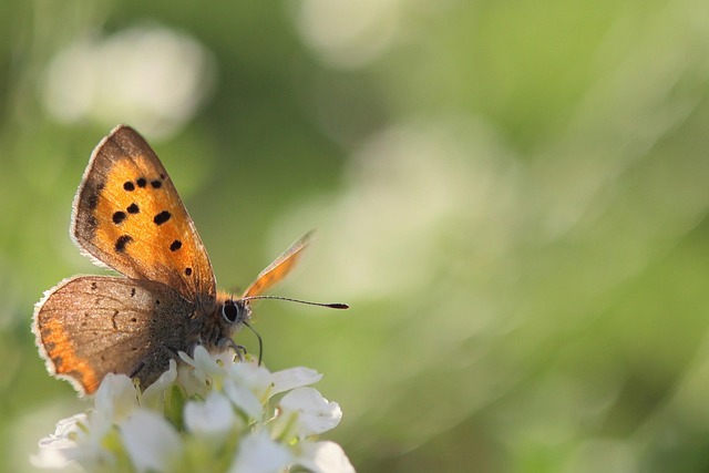 Free Insect Entomology photo and picture