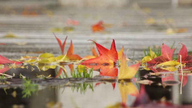 Free Leaf Puddle photo and picture