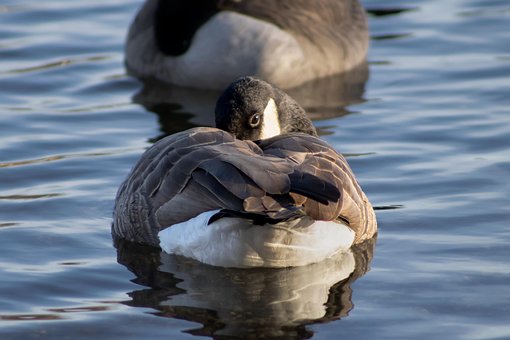 Gans, Vogel, Dier, Natuur, Water, Slapen