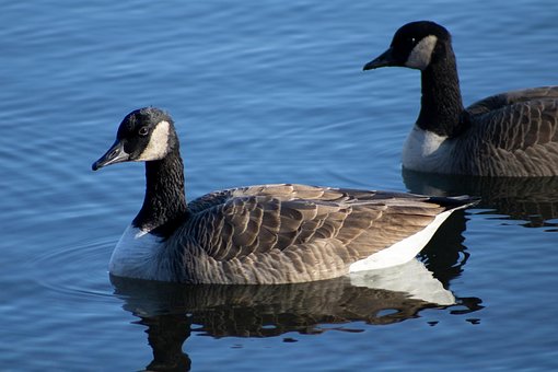 Gans, Vogel, Natuur, Watervogels