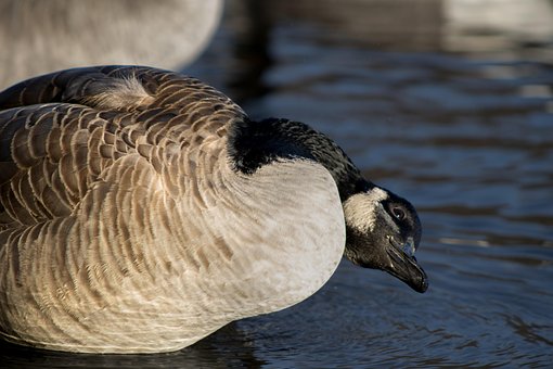 Gans, Vogel, Natuur, Watervogels