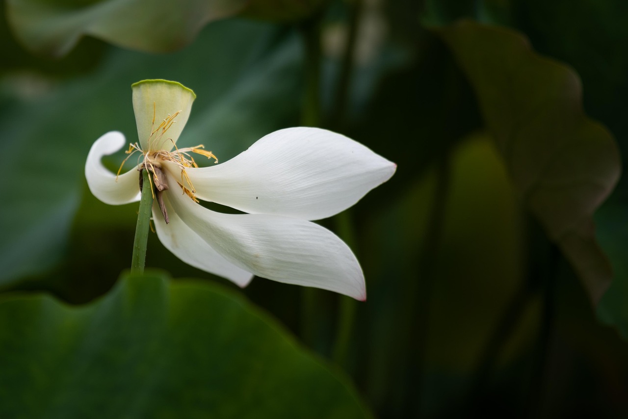 Lotus Petal White Free photo on Pixabay Pixabay