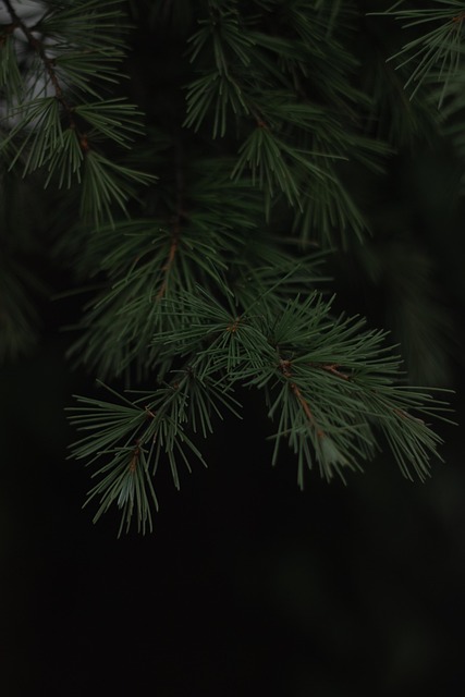 Free Pine Tree Pine Cone photo and picture