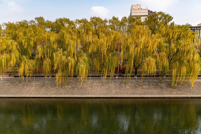 Free Trees Riverbanks photo and picture