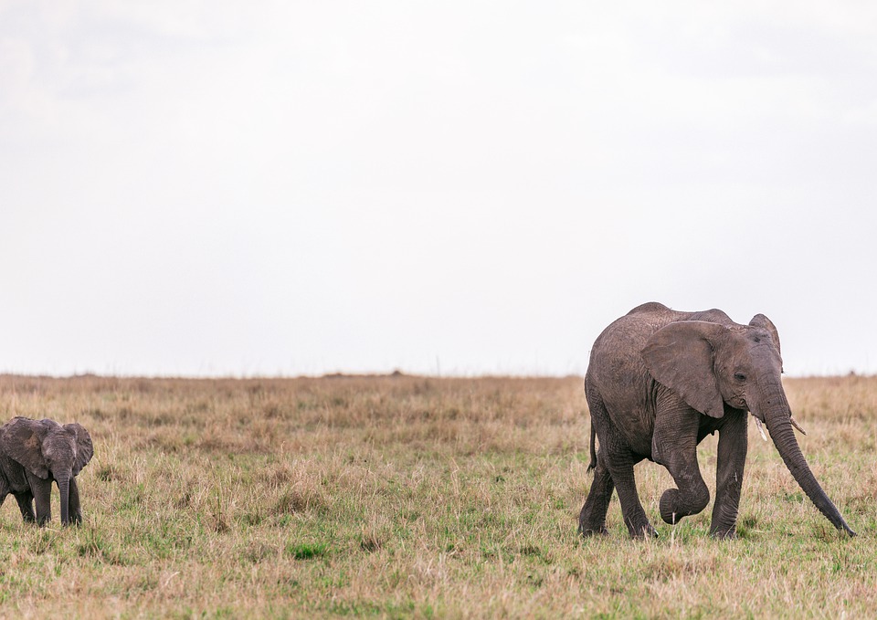 African Elephants Animals Safari Free photo on Pixabay