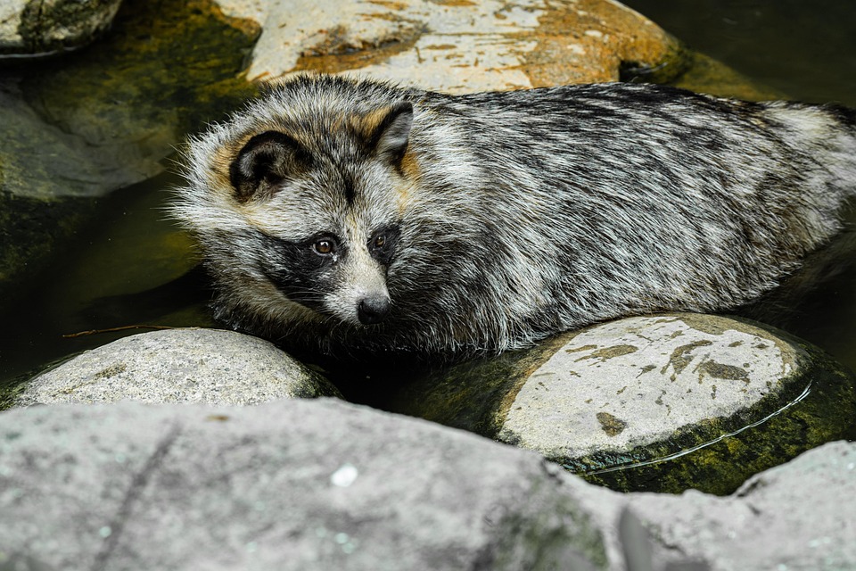 Raccoon Dog Mammal Animal Close Free photo on Pixabay Pixabay