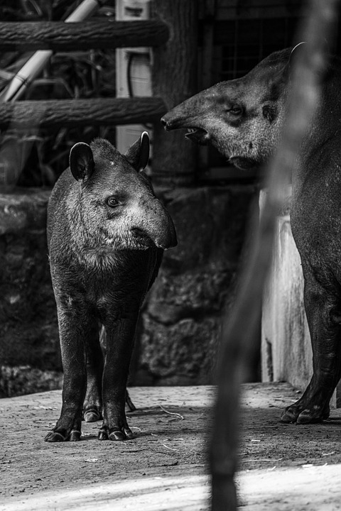 South American Tapir Mammal Animal Biology Diagrams