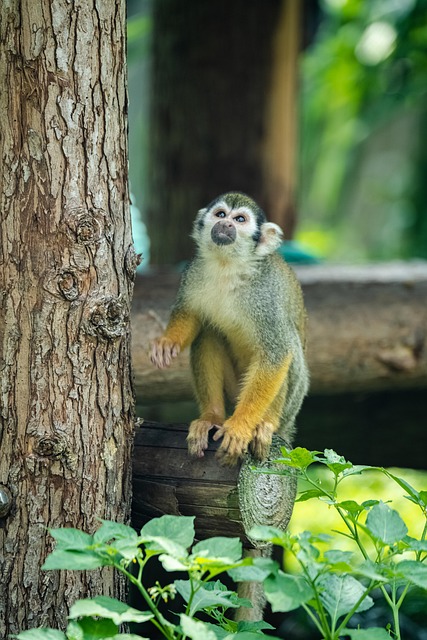 Download free HD stock image of Monkey Primate Free Monkey Primate photo and picture