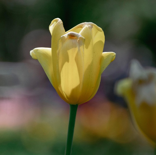 Bunga Tulp Tanaman - Foto gratis di Pixabay - Pixabay