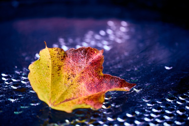 Free Grape Leaf Leaf photo and picture