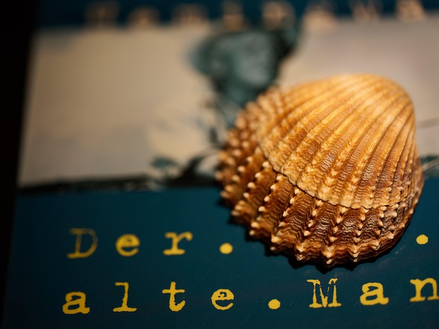 Free Shell Sea Fruit photo and picture
