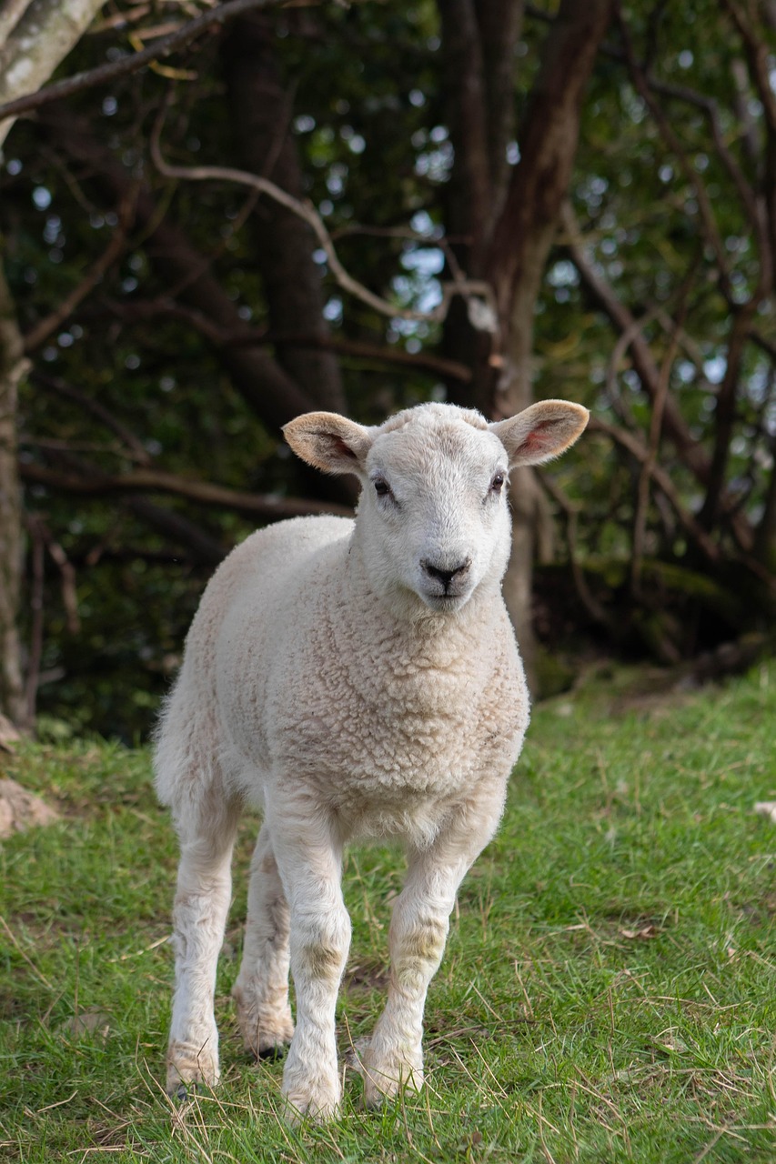 Sheep Lamb Livestock Free photo on Pixabay Pixabay