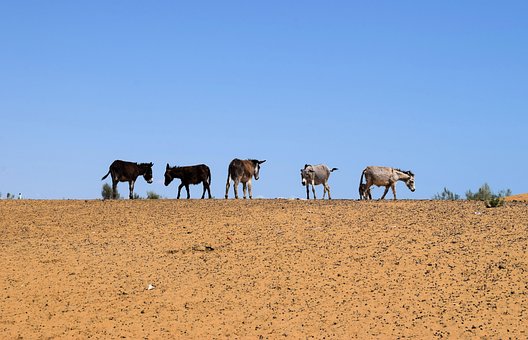 Free Donkeys Desert photo and picture